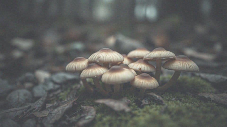 Dlaczego nie zaleca się kulinarnych eksperymentów z piestrzenicą kasztanowatą?