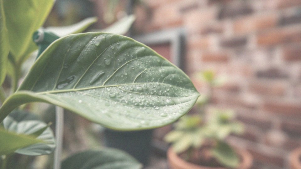 Jakie naturalne metody ochrony roślin są skuteczne w walce z przędziorkiem?