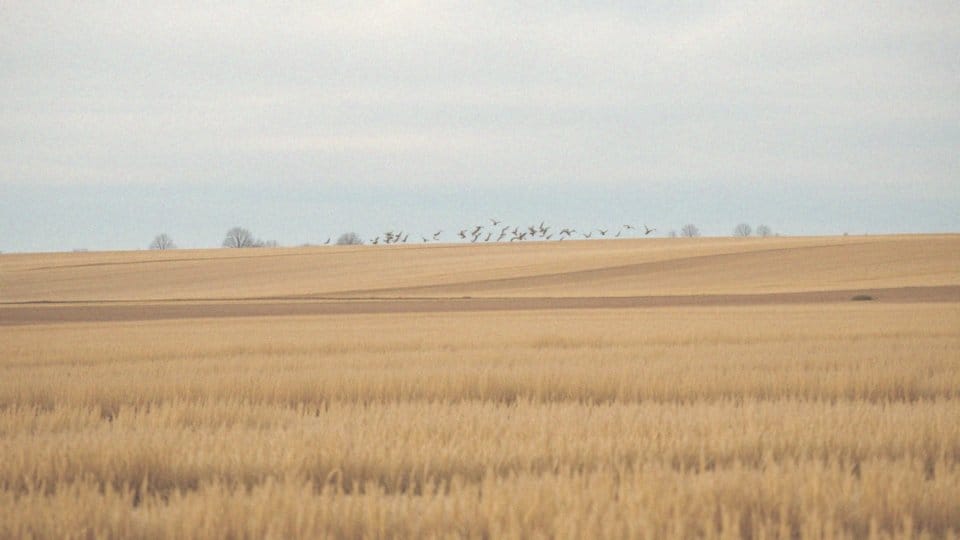 Jak długo trwają migracje żurawi?