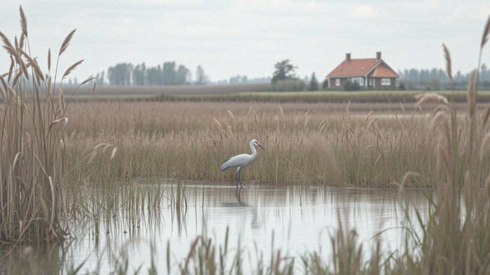 Czy żurawie są chronione w Polsce?